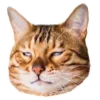 😹