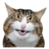 😹