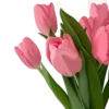 🌺