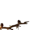 🌟