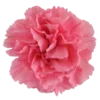 🌺