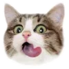 😹