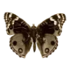🦋