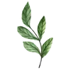 🌱