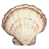 🐚