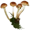 🍄