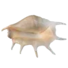 🐚