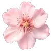 🌸