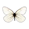 🦋