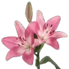 🌷