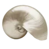 🐚