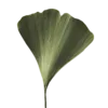 🌱