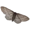 🦋