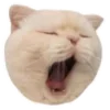 😹
