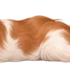 🐶