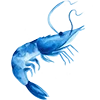 🦐