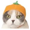 😹