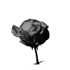 🌹