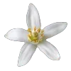 🌼