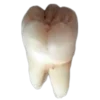 🦷