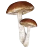 🍄