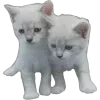 🐾