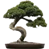 🌳