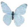 🦋