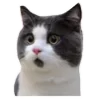 😹
