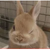 🐰