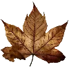 🍁