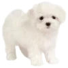 🐶