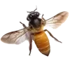 🐝