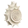 🐚