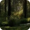 🌲