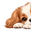🐶