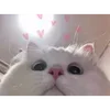 🐱
