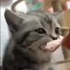🐈‍⬛
