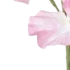 ⭐️