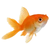 🐠