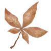 🍁