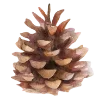 🌲