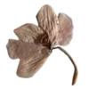 🌸