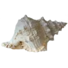 🐚