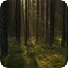 🌲