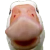 🪿