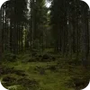 🌲