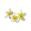 🌼
