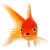🐠