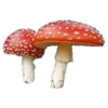 🍄